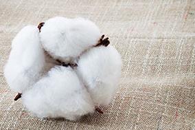 Ege’nin ilk ‘Better Cotton – İyi Pamuk’ uygulayıcısı Menderes Tekstil